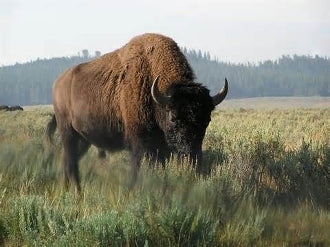 Ground Bison-1 Pound Pkg. ($12.99/lb.)