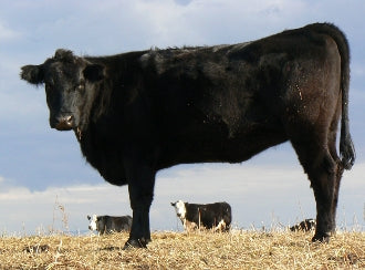 BULK Quarter Beef ($9.95/lb.)