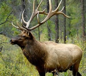 Ground Elk-1 Pound Pkg. ($12.99/lb.)