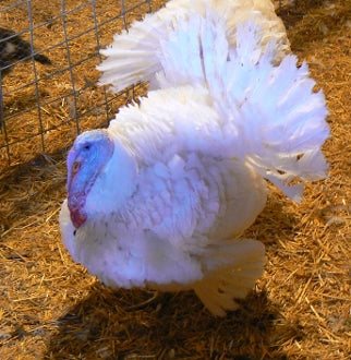 Large Broad Breasted Turkey ($5.99/lb.)
